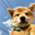 安平's avatar